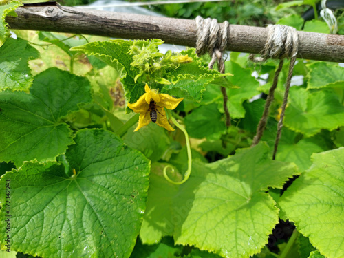 photo of cucumber plant in summer on a sunny day