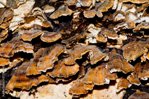 Turkey tail mushrooms covering a log