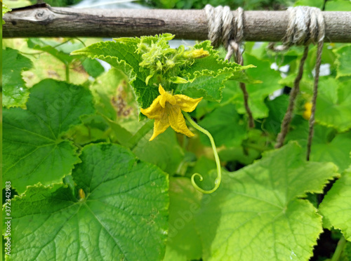 Obraz na płótnie photo of cucumber plant in summer on a sunny day w salonie
