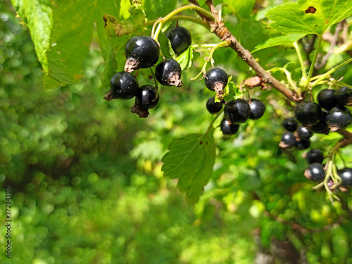 photo of black currant on a branch in summer