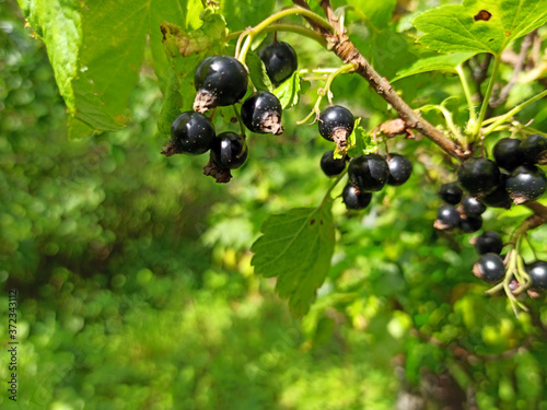 Obraz na płótnie photo of black currant on a branch in summer w salonie