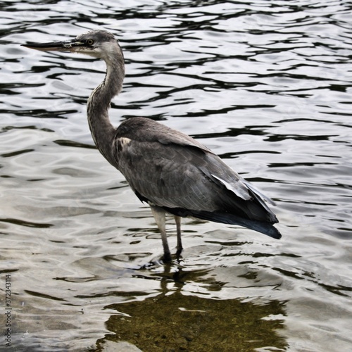 A Grey Heron in the water