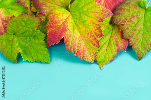 Colorful leaves of black currant on a light blue background.