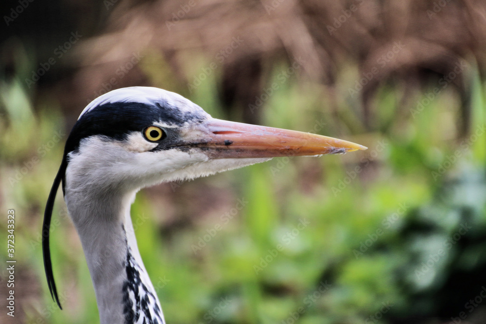 great blue heron