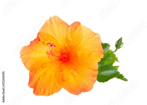 Orange Hibiscus flower with leaves isolated on white background. Hibiscus is a genus of flowering plants in the mallow family, Malvaceae. Several species are widely cultivated as ornamental plants. photo