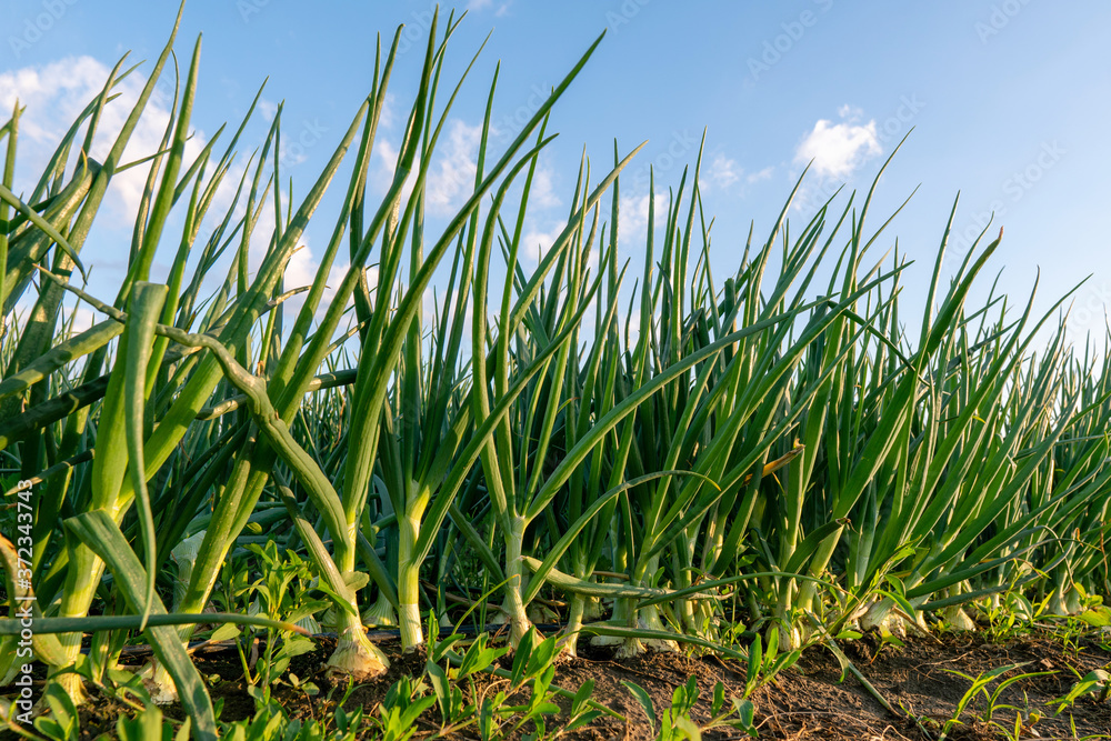 Obraz premium Young onion grows in the farmer field. Growing onion field in diffused light on the sunset