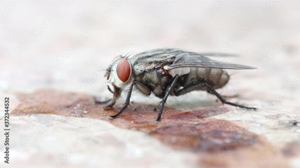 The housefly feeds on leftovers on the table, macro view. The fly sucks the garbage, close up. The housefly feeds on leftovers on the table, macro view. The fly sucks the garbage, close up.