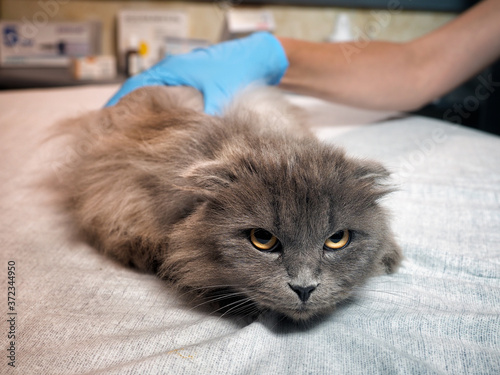 Fototapeta Naklejka Na Ścianę i Meble -  A veterinarian examines a disgruntled cat