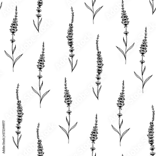 Hand drawn vector lavender flower seamless pattern. Perfect for wallpapers  web page backgrounds  surface textures  textile.