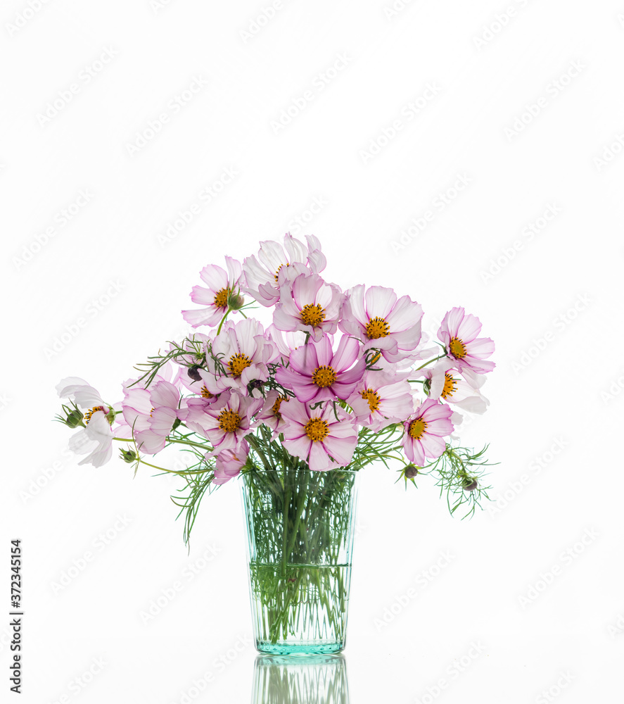 Fresh Delicate Pink and White Cosmos Flowers on White Background Fresh Delicate Pink and White Cosmos Flowers on White Background