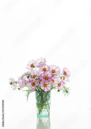 Wallpaper Mural Fresh Delicate Pink and White Cosmos Flowers on White Background Torontodigital.ca