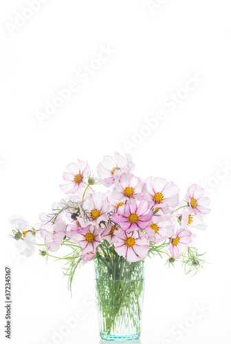Fresh Delicate Pink and White Cosmos Flowers on White Background © Anna Hoychuk