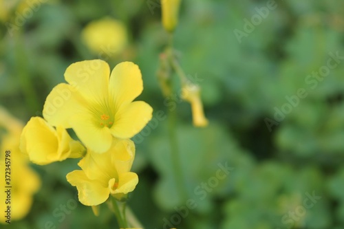 yellow flowers © Bebiana