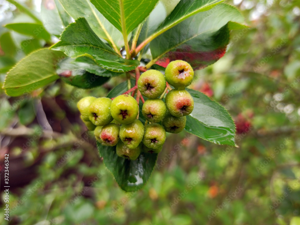 photo of chokeberry ripening on a branch on a cloudy day
