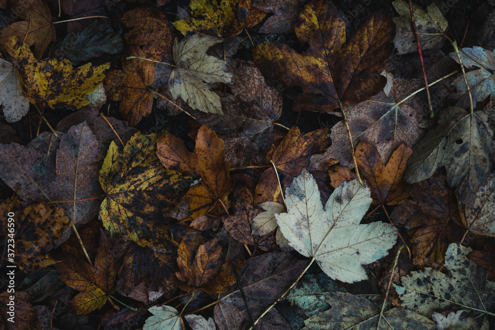 Autumn leaves on floor
