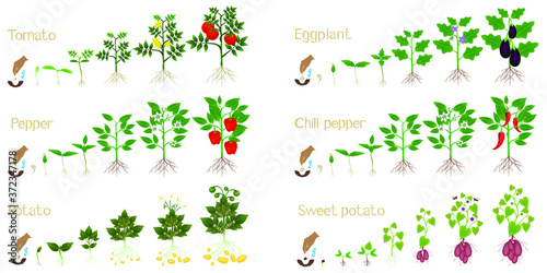 Set of growth cycles of vegetable crops on a white background.