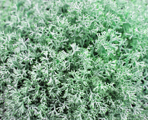 light blue moss close up in full frame © Tatyana