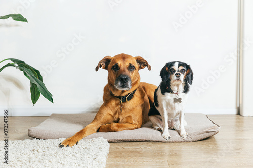 Big brown dog and small spotted dog in apartment photo