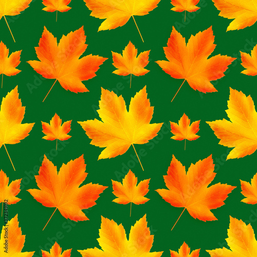Seamless autumn pattern. Fallen leaves on green background  isolated