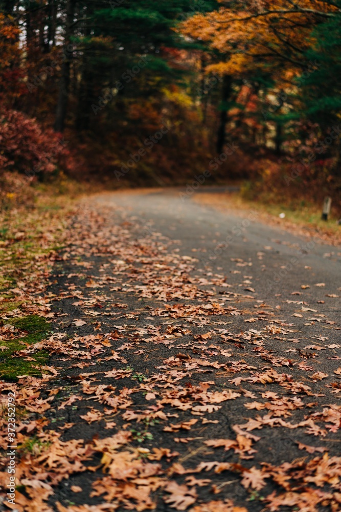 road with leaves on the ground in the fall road with leaves on the ground in the fall