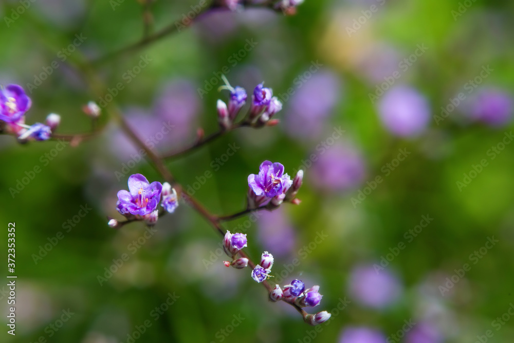 Macro blossom flower photo with blurred background, selective focus. Macro blossom flower photo with blurred background, selective focus.