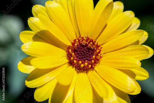 Macro blossom flower photo with blurred background  selective focus.