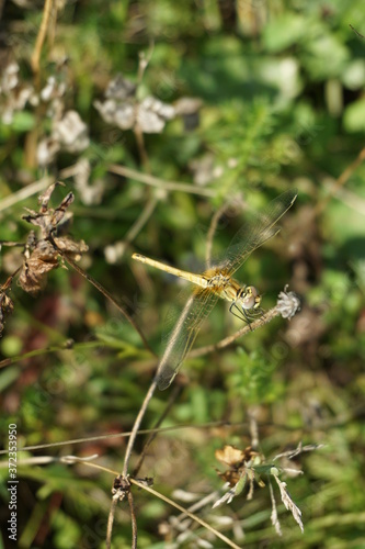 Yellow sympetrum fonscolombii resting close to pond