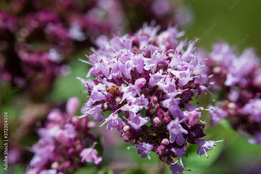 Macro blossom flower photo with blurred background, selective focus.