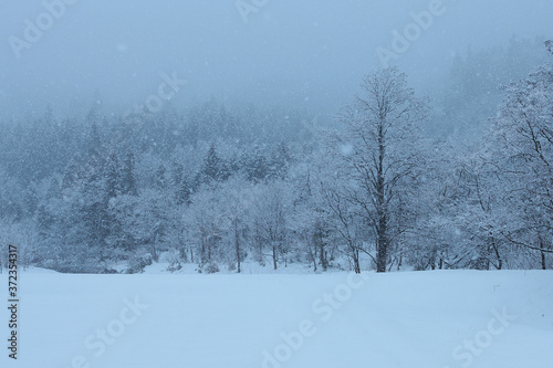 snow covered trees © Yoshi’s