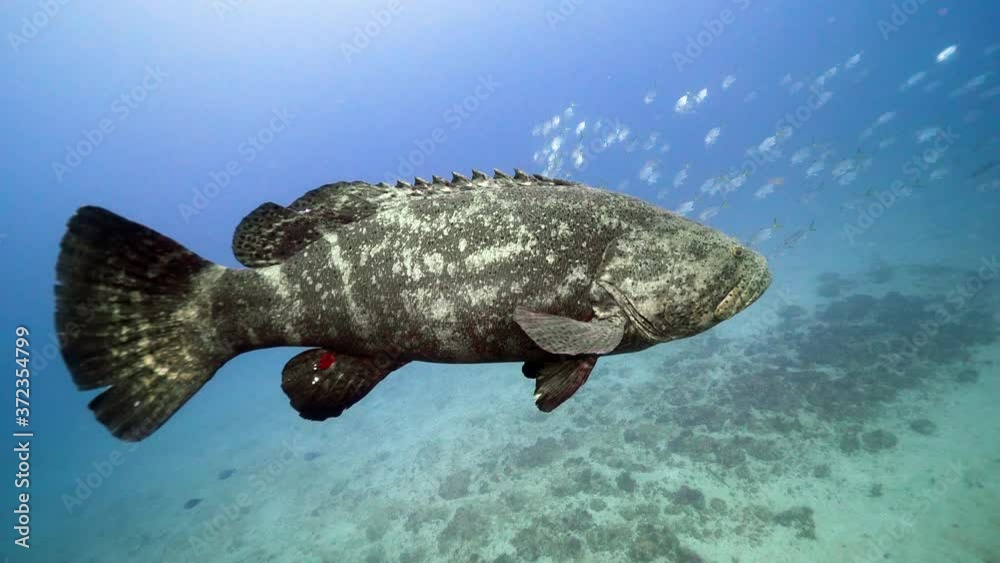 Goliath grouper off Florida