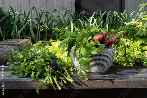 Freshly harvested salad ingredients from hriving kitchen vegeatb photo