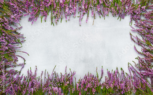 Frame of Pink Common Heather flowers on gray background. Copy space, top view. Flat lay, selective focus