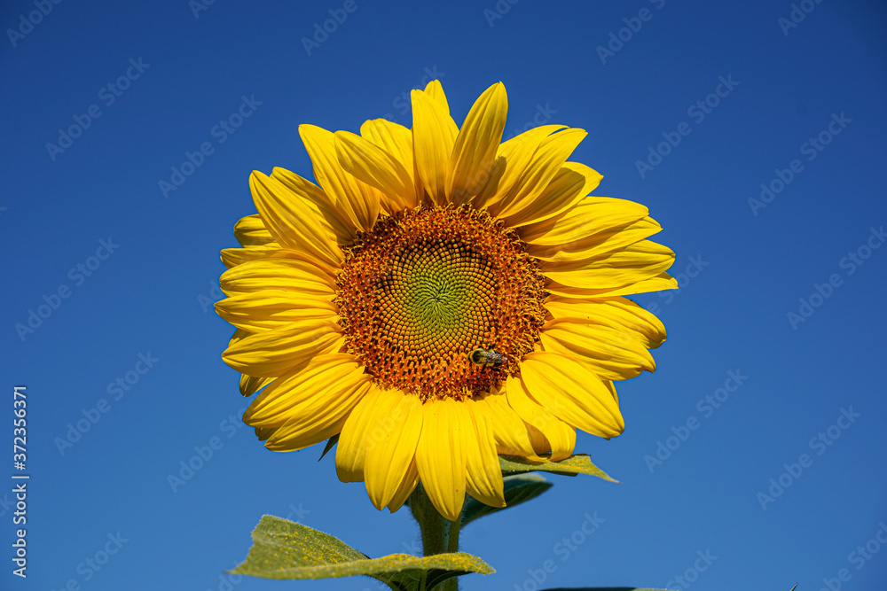 Large sunflower with a solid blue sky. Bee located on the flower head. Large sunflower with a solid blue sky. Bee located on the flower head.