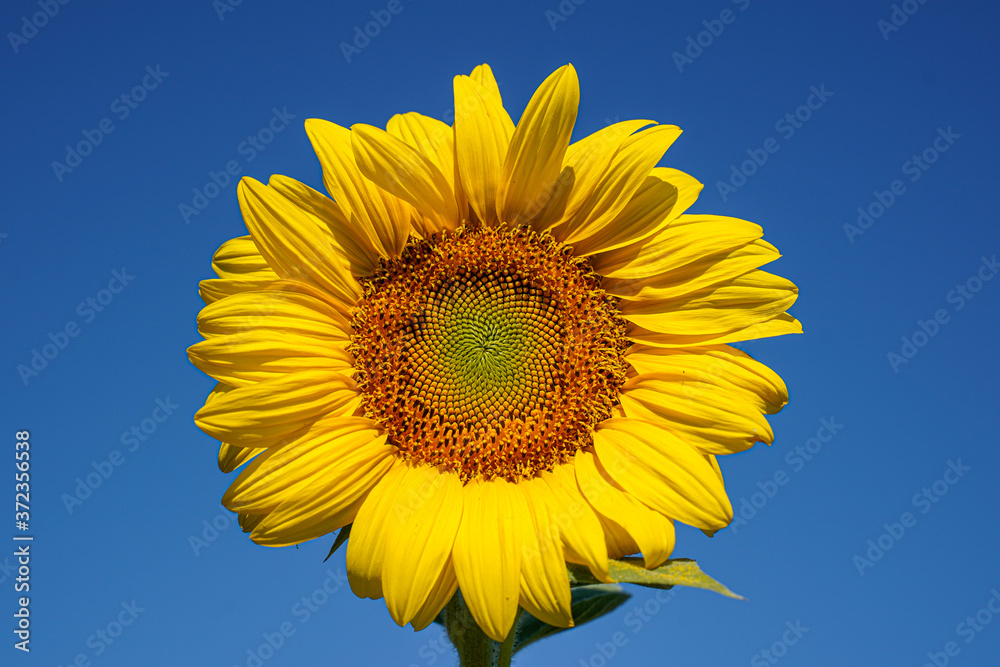 Large sunflower with a solid blue sky. Detail on the flower. Large sunflower with a solid blue sky. Detail on the flower.