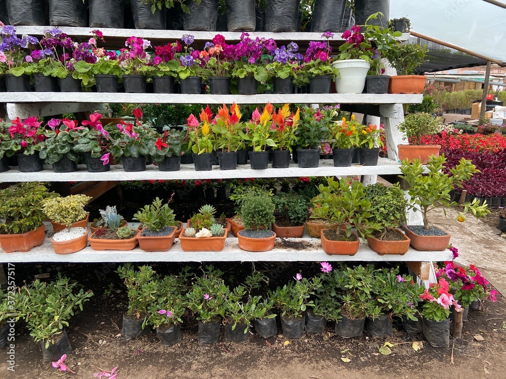 Obraz premium flowers in a greenhouse