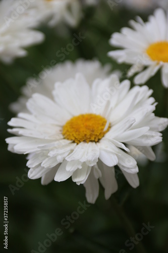 white daisy flower