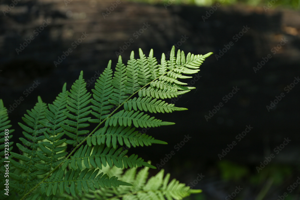 background of green fern in the forest top view background of green fern in the forest top view