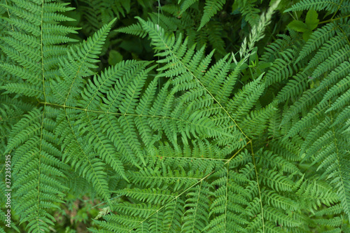 background of green fern in the forest top view
