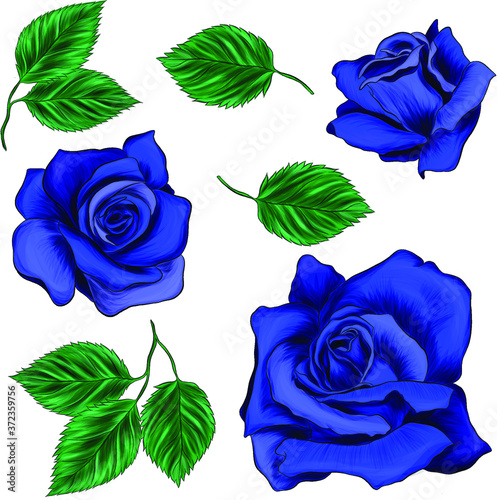 set of roses blue and leaves to create composition pattern flowers vector illustration