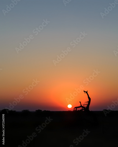 Small, dead, leaning tree on an African horizon with a full sun at sunset.