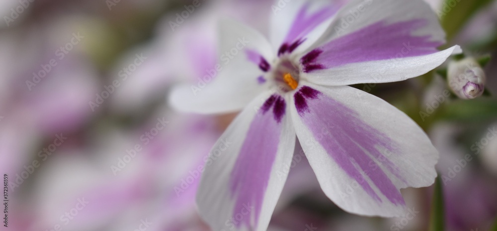Macro picture of beautiful purple, white and yellow Creeping Phlox flowers. Macro picture of beautiful purple, white and yellow Creeping Phlox flowers.