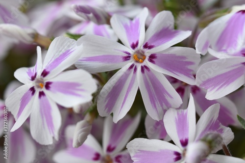 Macro picture of beautiful purple, white and yellow Creeping Phlox flowers.