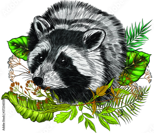 raccoon sitting in the grass vector illustration