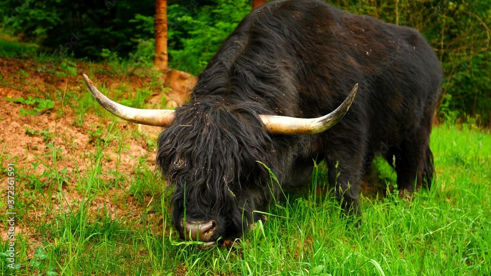 Close-up on an highland cow which is grazing the grass Close-up on an highland cow which is grazing the grass