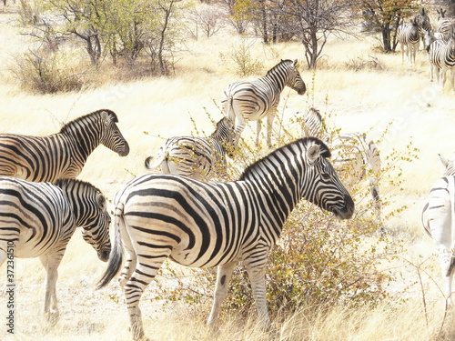 zebras in Ethosha National Park in Namibia  Africa