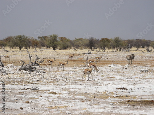 Herd of Springbok in Etosha National Park in Namibia, Africa