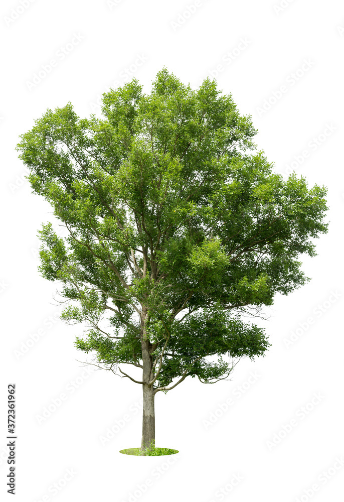 Fototapeta premium Trees isolated on white background, tropical trees isolated used for design, advertising and architecture.