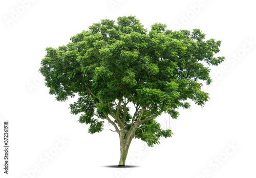 Isolated big tree on White Background.Large trees database Botanical garden organization elements of Asian nature in Thailand  tropical trees isolated used for design  advertising and architecture