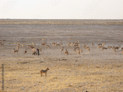 Oryx, jackal and herd of Springbok in Etosha National Park in Namibia, Africa