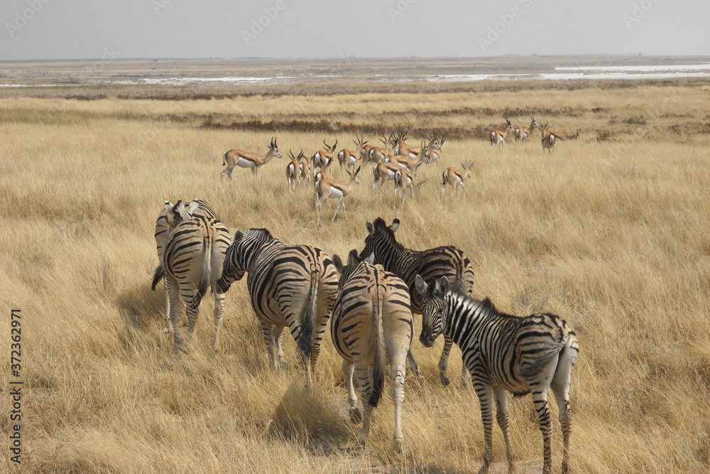 Naklejka premium Flock of zebras and springbok slowly moving away in Ethosha National Park in Namibia, Africa